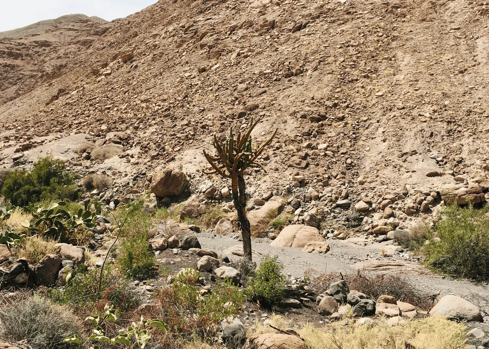 Cactus candelabro (Browningia candelaris)
